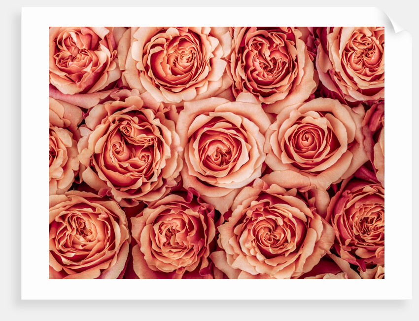 Background of roses by Assaf Frank